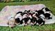 Basset Hound Puppies for sale in Rio Grande City, TX 78582, USA. price: $700