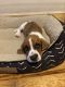 Basset Hound Puppies for sale in Jasper, TX 75951, USA. price: $800