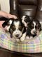 Basset Hound Puppies for sale in Baytown, TX, USA. price: $500