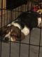 Basset Hound Puppies for sale in Augusta, GA, USA. price: NA