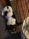 Basset Hound Puppies for sale in Augusta, GA, USA. price: $400