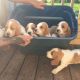 Basset Hound Puppies for sale in California City, CA, USA. price: NA