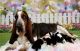 Basset Hound Puppies for sale in Rio Grande City, TX 78582, USA. price: $1,000