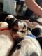 Basset Hound Puppies for sale in Madera, CA, USA. price: $1,300