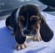Basset Hound Puppies for sale in Houston, TX, USA. price: $2,500