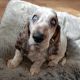 Basset Hound Puppies for sale in New York, NY, USA. price: $800