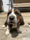 Basset Hound Puppies for sale in Hardy, VA 24101, USA. price: $1,200
