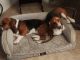 Basset Hound Puppies for sale in Tucson, AZ, USA. price: $750