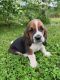 Basset Hound Puppies for sale in Tellico Plains, TN 37385, USA. price: $800