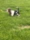 Basset Hound Puppies for sale in Custer, SD 57730, USA. price: NA