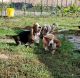 Basset Hound Puppies for sale in Salem, UT, USA. price: $600