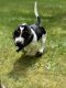 Basset Hound Puppies for sale in Tacoma, WA, USA. price: NA