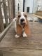 Basset Hound Puppies for sale in Lake City, FL 32024, USA. price: $500