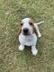 Basset Hound Puppies for sale in Lake City, FL 32024, USA. price: NA