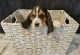 Basset Hound Puppies for sale in Atwater, CA 95301, USA. price: NA
