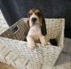 Basset Hound Puppies for sale in Atwater, CA 95301, USA. price: NA