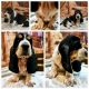 Basset Hound Puppies for sale in Rio Grande City, TX 78582, USA. price: NA