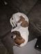Basset Hound Puppies for sale in Montgomery, AL, USA. price: $400
