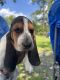 Basset Hound Puppies for sale in Bonifay, FL 32425, USA. price: NA