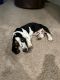 Basset Hound Puppies for sale in Houston, TX, USA. price: $1,200