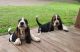 Basset Hound Puppies for sale in Saxon, WI 54559, USA. price: NA