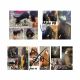 Basset Hound Puppies for sale in Modesto, CA, USA. price: $1,000