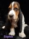 Basset Hound Puppies for sale in Bakersfield, CA, USA. price: $1,800