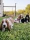 Basset Hound Puppies for sale in San Antonio, TX, USA. price: $2,500