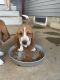 Basset Hound Puppies for sale in Petersburg, IN 47567, USA. price: NA