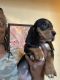 Basset Hound Puppies for sale in Lynchburg, VA, USA. price: NA
