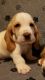 Basset Hound Puppies for sale in Modesto, CA, USA. price: $600
