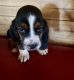 Basset Hound Puppies for sale in Tahlequah, OK 74464, USA. price: $700