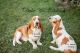 Basset Hound Puppies for sale in Lake Park, MN 56554, USA. price: $1,800