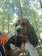 Basset Hound Puppies for sale in Wilkesboro, NC, USA. price: $900