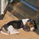Basset Hound Puppies for sale in Mt Sterling, KY 40353, USA. price: NA