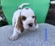Basset Hound Puppies for sale in Britton, SD 57430, USA. price: NA