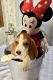 Basset Hound Puppies for sale in Hillsborough, NC 27278, USA. price: $500