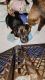 Basset Hound Puppies for sale in Mesa, AZ, USA. price: $600