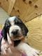 Basset Hound Puppies for sale in Mountain View, MO 65548, USA. price: $900