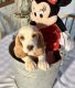 Basset Hound Puppies for sale in Hillsborough, NC 27278, USA. price: $50,000