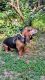 Basset Hound Puppies for sale in Wilkesboro, NC, USA. price: $150