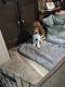Basset Hound Puppies for sale in Altamont, TN 37301, USA. price: $700