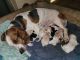 Basset Hound Puppies for sale in Montgomery, AL, USA. price: NA