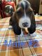 Basset Hound Puppies for sale in St Helen, Richfield Township, MI 48656, USA. price: $650