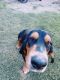 Basset Hound Puppies for sale in Forney, TX 75126, USA. price: $600
