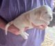 Basset Hound Puppies for sale in Watha, NC 28478, USA. price: $800