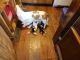 Basset Hound Puppies for sale in Grimesland, NC 27837, USA. price: $800