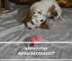 Basset Hound Puppies for sale in Sidney, NE 69162, USA. price: $2,500