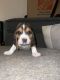 Basset Hound Puppies for sale in Concord, CA, USA. price: $1,600