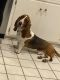 Basset Hound Puppies for sale in WILOUGHBY HLS, OH 44094, USA. price: $1,200